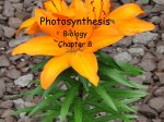Ch. 8 Photosynthesis