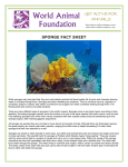 sponge fact sheet - World Animal Foundation