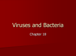 Bacteria and Viruses Notes