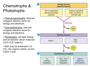 Chemolithotrophs