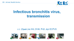 Infectious bronchitis virus, transmission
