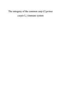 The ontogeny of the common carp (Cyprinus carpio L.) immune system