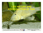 life history and reproduction of fish