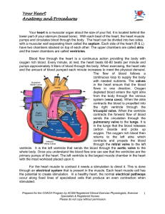 Your Heart Anatomy And Procedures