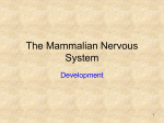 The Mammalian Nervous System