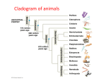 Cladogram of animals
