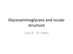 Glycosaminoglycans and Ocular Structures