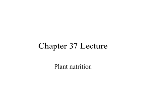 chapter 37 plant nutrition