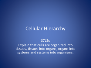 Cellular Hierarchy - Bibb County Schools