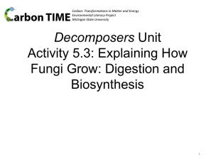 5.3 Explaining How Fungi Grow: Digestion and Biosynthesis