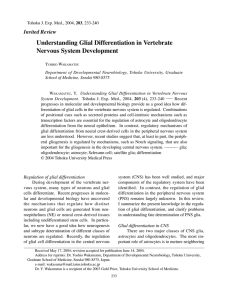 Understanding Glial Differentiation in Vertebrate Nervous - J