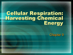 Cellular_Respiration