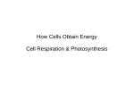How Cells Obtain Energy Cell Respiration