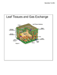 Leaf Tissues and Gas Exchange