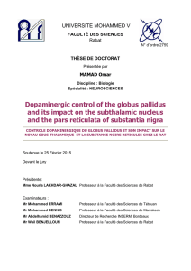 Dopaminergic control of the globus pallidus and its impact