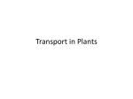 Transport in Plants - St Vincent College