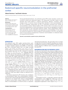 Subcircuit-specific neuromodulation in the prefrontal cortex