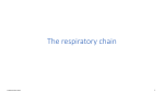 6-Respiratory_chain