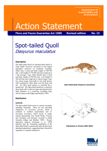 Spot-tailed Quoll Action Statement