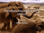 Pleistocene Vertebrates
