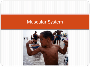 Muscular System PowerPoint