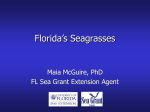 Florida`s Seagrasses - St. Johns County Extension Office