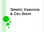 Ch 7 Genetic Variety