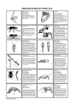 Identification of Pondlife