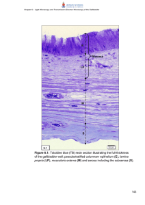 Figure 6.1: Toluidine blue (TB) resin section illustrating the full