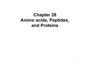 Chapter 28 Amino acids, Peptides, and Proteins