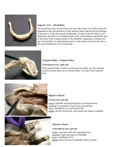 Superior view— Hyoid Bone The hyoid bone does not articulate with