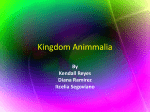 Kingdom Annimalia - Kingdomanimmalia