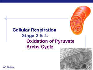 Ch 9 Kreb Cycle and ETC