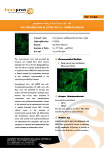 RAT MESENCHYMAL STEM CELLS – BONE MARROW