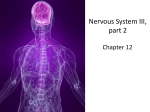 Nervous System III, part 2