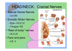 HEAD/NECK: Cranial Nerves
