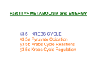 Krebs Cycle