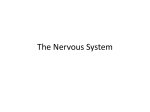 The Nervous System