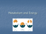 Metabolism and energy