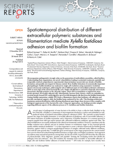 Spatiotemporal distribution of different extracellular polymeric