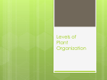 Plant Organization Levels