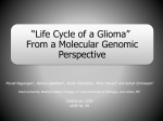 Life Cycle of a Glioma* From a Molecular Genomic