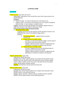 Lower limb