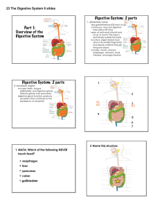 Part 1: Overview of the Digestive System Digestive System: 2 parts