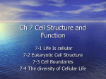 Ch 7 Cell Structure and Function