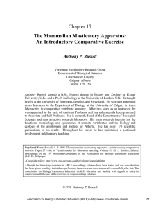 Chapter 17 The Mammalian Masticatory Apparatus: An Introductory