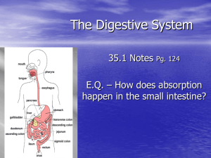 digestive,excretory systems