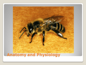 Bee Anatomy and Physiology