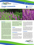 Purple Loosestrife - Alberta Invasive Species Council