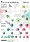 Non-specific (innate) immune system Specific (adaptive) immune